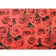КП 1285 Бумага упаковочная "Красные розы" Размер 70*100 см.Матовая